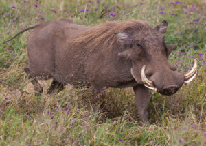 4DAYS TANZANIA Ngorongoro-28