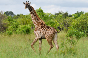 Mikumi national park