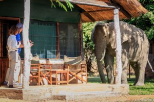 Elephants by Chalet (1)