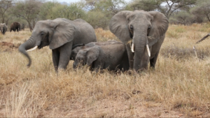 Elephants in Tarangire (1)