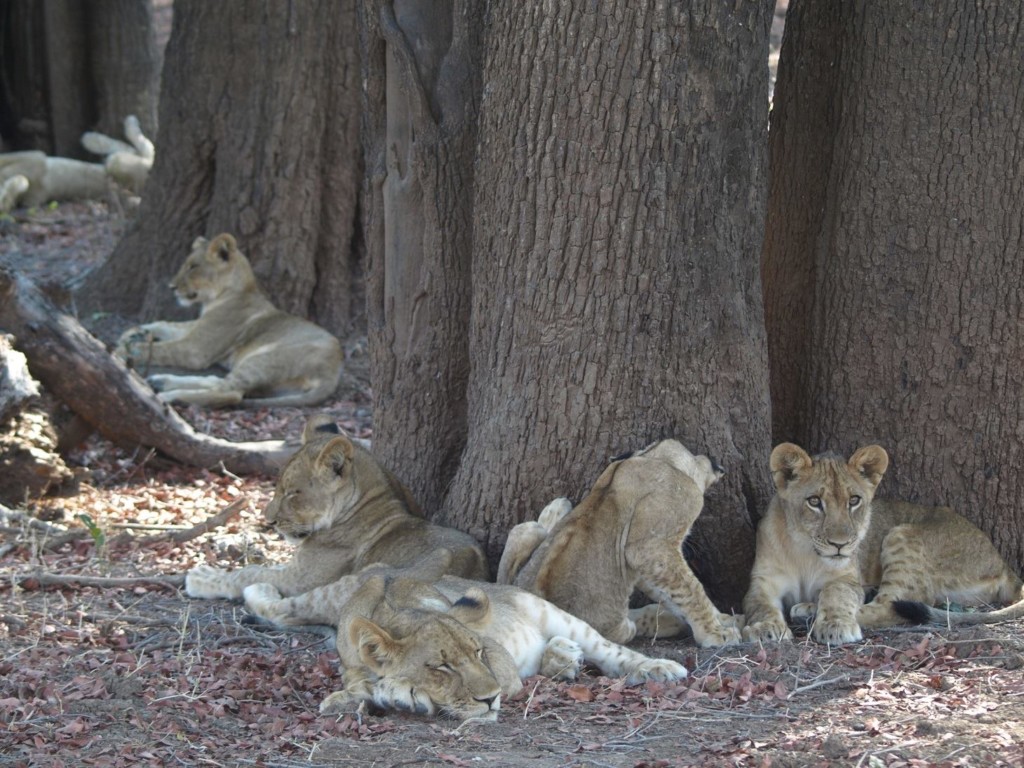 Lions