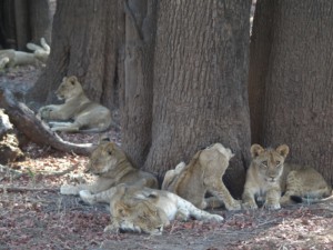 Lions