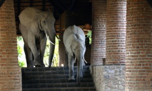 Mfuwe Lodge (2)