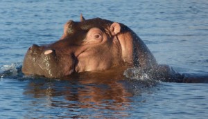 Mukambi Safari Lodge (44)