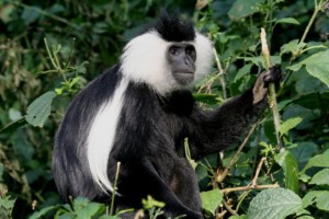RWANDA & UGANDA black_and_white_colobus