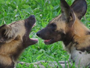 Wild Dogs (1)