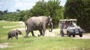 chobe day trip