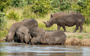 Screenshot_2019-06-13 South Africa Safari 5-Day Lodge Treehouse Kruger Park Safari(1)