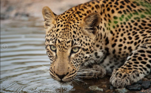 Screenshot_2019-06-13 South Africa Safari 5-Day Lodge Treehouse Kruger Park Safari(1)