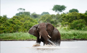 Screenshot_2019-06-13 South Africa Safari 5-Day Lodge Treehouse Kruger Park Safari(2)