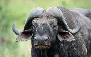 Screenshot_2019-06-13 South Africa Safari 5-Day Lodge Treehouse Kruger Park Safari(3)