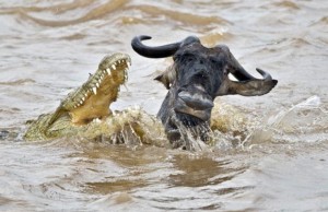croc-wildebeest