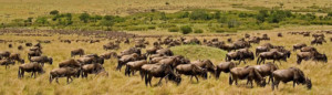serengeti-national-park