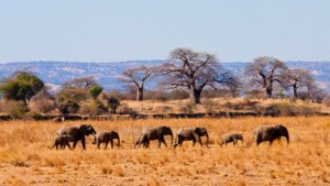 tarangire-national-park=401202-300