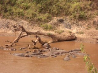 Mara River Hippos