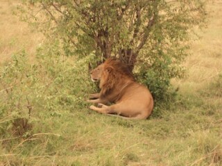 See the King of the Jungle the Lion