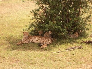 Tano Bora in Maasai Mara Game Reserve
