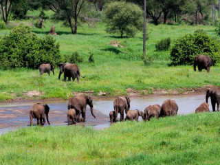 africa_tanzania_serengeti_herd_of_elephants_crossing_river