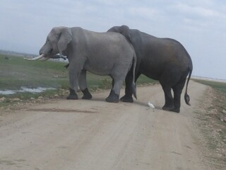 Amboseli Herd of Elephants,Mount Kilimanjaro, Kenya Adventure Safaris, Active Adventures, YHA Kenya Travel Epic Adventures, Epic Wildlife Safari