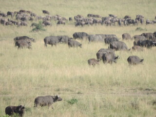 Epic Active AdventuresYHA Kenya Travel Tours And SafarisWildlife SafarisSafari BookingsMasai Mara Kenya SafariActive Holidays in KenyaAfrican SafariThe Big Five