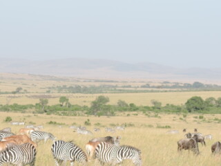 Epic Active AdventuresYHA Kenya Travel Tours And SafarisWildlife SafarisSafari BookingsMasai Mara Kenya SafariActive Holidays in KenyaAfrican SafariThe Big Five