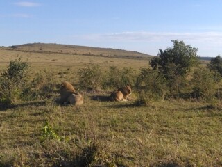 Epic Active AdventuresYHA Kenya Travel Tours And SafarisWildlife SafarisSafari BookingsMasai Mara Kenya SafariActive Holidays in KenyaAfrican SafariThe Big Five