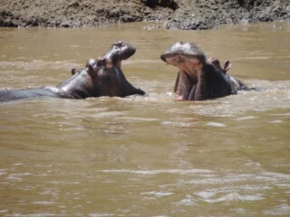 YHA Kenya Travel,Adventure Safaris, Mara River , wildlife safaris, safaris offered, adventure tours, great rift valley (11)