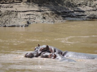 YHA Kenya Travel,Adventure Safaris, Mara River , wildlife safaris, safaris offered, adventure tours, great rift valley (8)