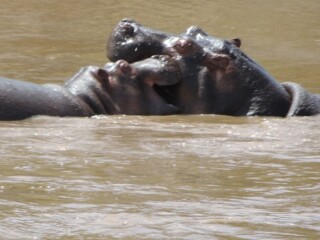 YHA Kenya Travel,Adventure Safaris, Mara River , wildlife safaris, safaris offered, adventure tours, great rift valley (9)