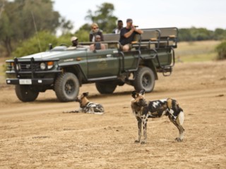 Lion Camp by Mantis Game Veiwing Wilddogs