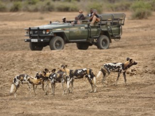 Lion Camp by Mantis Wilddogs