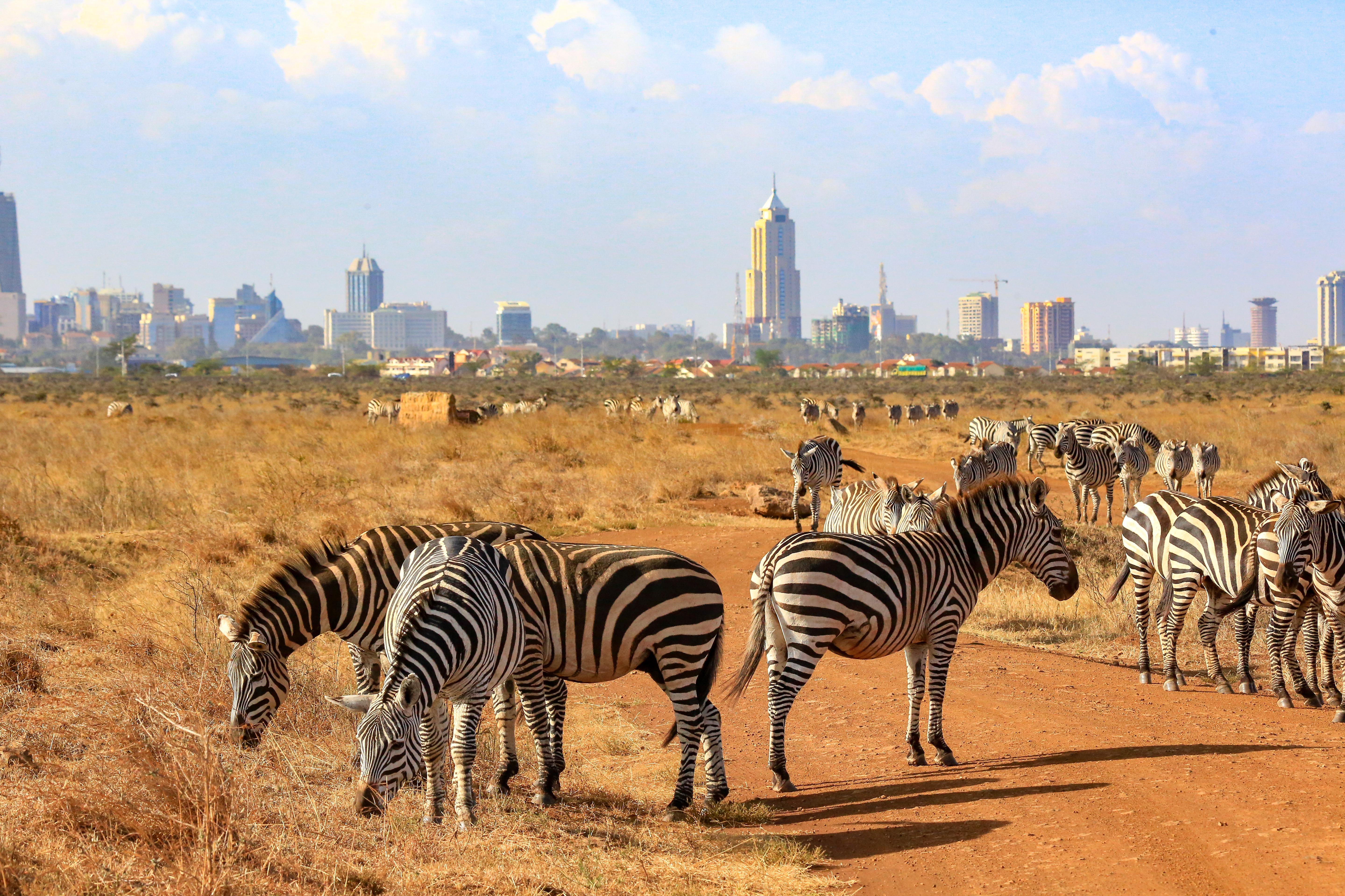 Facts About Nairobi National Park-the World’s Only Urban Park of it’s kind!