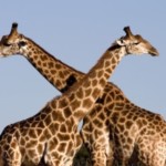Profile picture of Ttraveler
