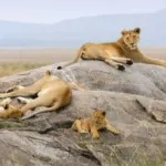 Profile picture of Claudious Tours and Safaris