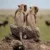 Profile picture of Sere adventure Safari