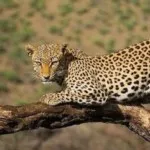Profile picture of True Travel Tanzania