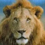 Profile picture of Siraj