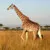 Profile picture of Casolodge Travel and Safaris Ltd
