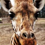 Profile picture of B. Tours Safaris