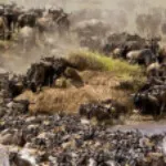 Profile picture of Bush Path Safaris