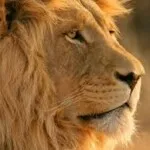 Profile picture of Exclusive Savannah Safaris
