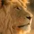 Profile picture of Exclusive Savannah Safaris