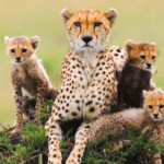 Profile picture of Wildventure Holidays