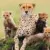 Profile picture of Wildventure Holidays