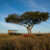 Profile picture of Mtoto Safaris