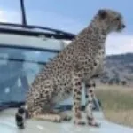 Profile picture of Wilderness Footprints Safari