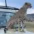 Profile picture of Wilderness Footprints Safari