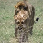 Profile picture of Wild Bug Adventures
