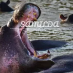 Group logo of SAMILDA ADVENTURES