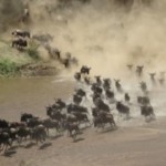 Group logo of Serengeti Great Migration Adventures